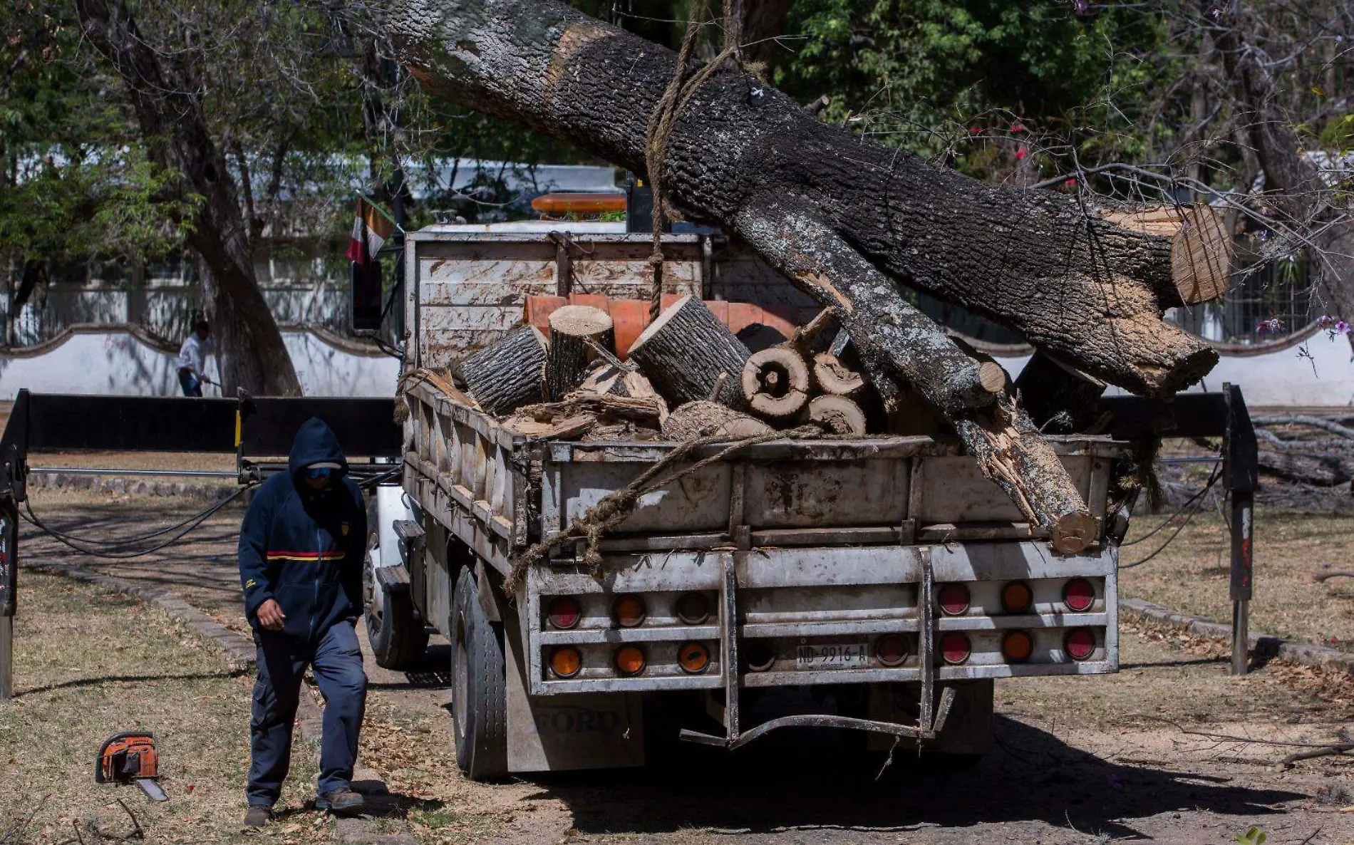 Retiran arboles en Morelia